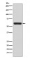 Anti-TRAF6 Rabbit Monoclonal Antibody